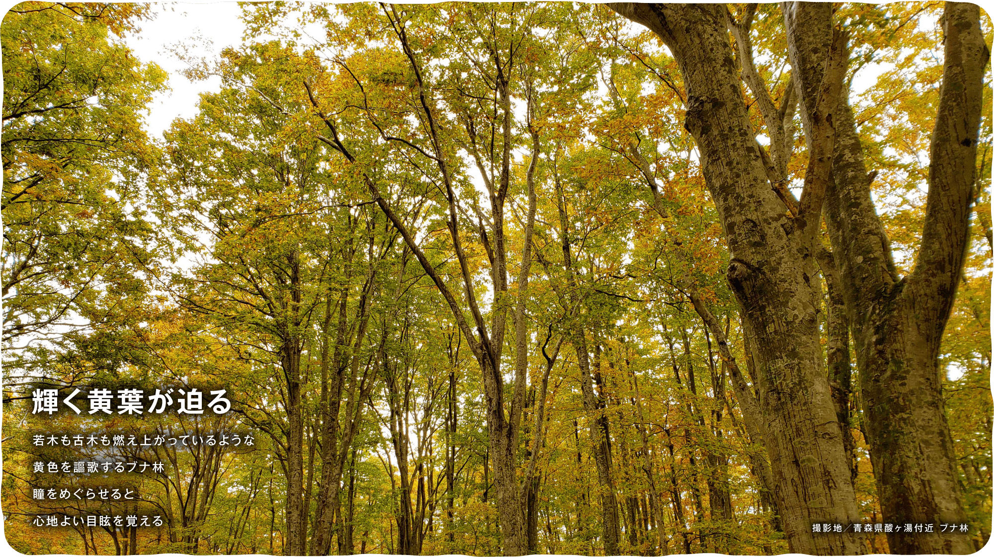 輝く黄葉が迫る　若木も古木も燃え上がっているような黄色を謳歌するブナ林瞳をめぐらせると心地よい目眩を覚える